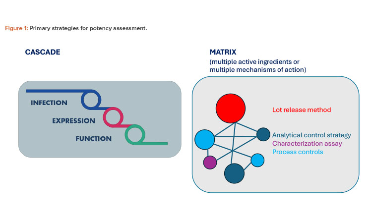 Figure 1: Primary strategies for potency assessment.